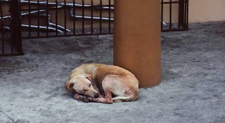 Cachorro deitado na rua