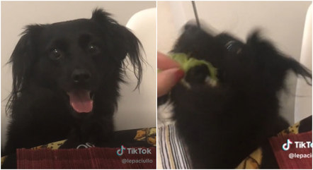 Cachorro devora alface e diverte os internautas com gosto inusitado