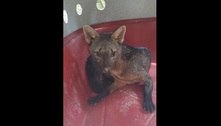 Espécie ameaçada de extinção, cachorro-do-mato é resgatado em Guarulhos 