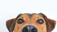 Evento na avenida Paulista terá atividades para cachorros e tutores no fim de semana
