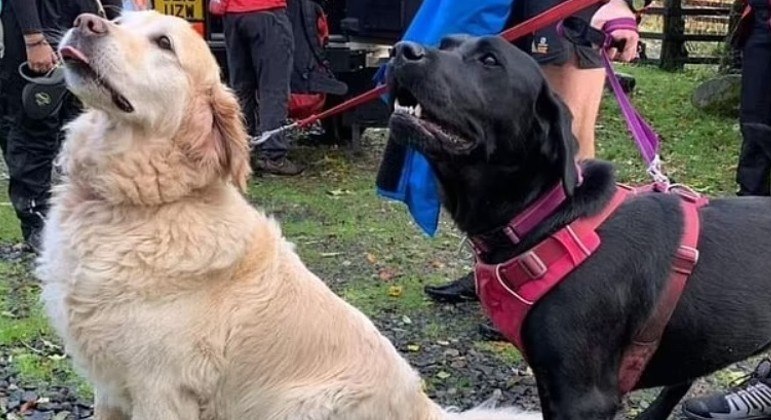 Cachorros conseguiram chamar ajuda após dono desmaiar em colina na Inglaterra