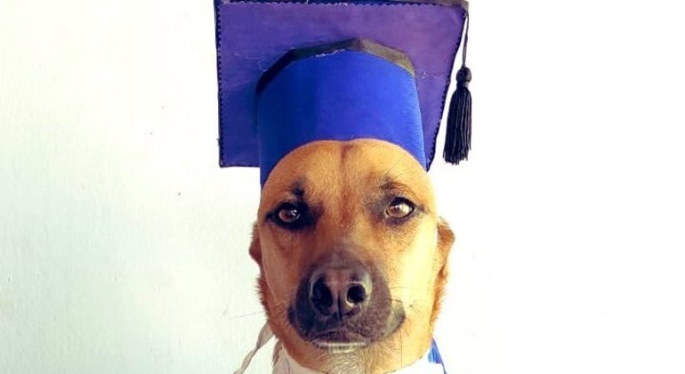 Cachorro é reprovado na creche e  viraliza na web