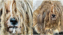 Cão com 'juba de leão' é resgatado e tem 2,5 kg de pelos raspados; veja transformação chocante