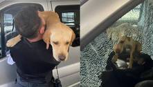 Cachorro é resgatado pela polícia após três dias preso em trailer 