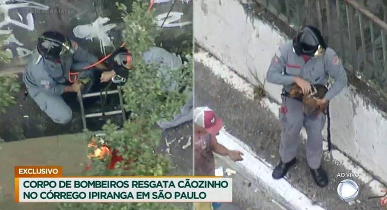Cachorro é resgatado por bombeiros em SP