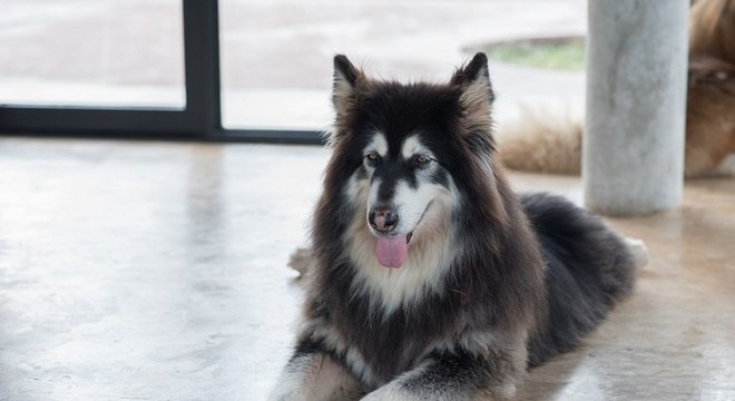 Animais domésticos precisam ser treinados especialmente para serem levados ao escritório do Google