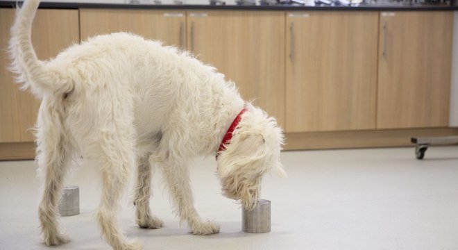 O treinamento é feito com várias amostras de cheiros de suor