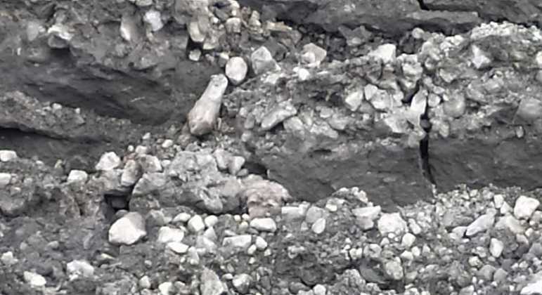 Entre os escombros, animalzinho é visto por equipes da PRF em trecho da Dutra