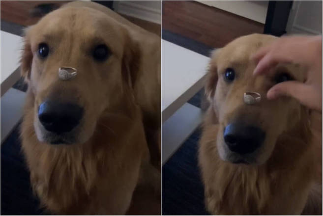 Thor, um golden retriever, viralizou na internet depois de engolir o anel de noivado da sua tutora. No vídeo, que foi compartilhado inúmeras vezes no Reddit, é possível ver a mulher apoiando o anel no nariz do cachorro e, num piscar de olhos, ele o abocanha Relembre: Mulher posa com cão para anunciar noivado e animal come o anel