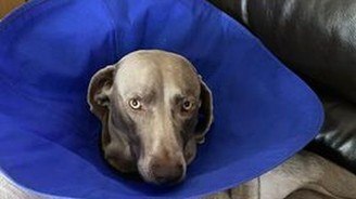 Cachorro engole pedra e causa prejuízo de quase R$ 44 mil ao tutor (Reprodução/WalesOnline)