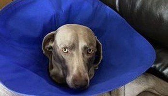 Cachorro engole pedra e causa prejuízo de quase R$ 44 mil ao tutor (Reprodução/WalesOnline)