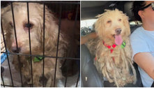 Cão com 'dreadlocks' é resgatado e diagnosticado com hérnia, causada por peso do emaranhado de pelos