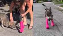 Cachorro experimentando próteses para patas dianteiras emociona web; assista
