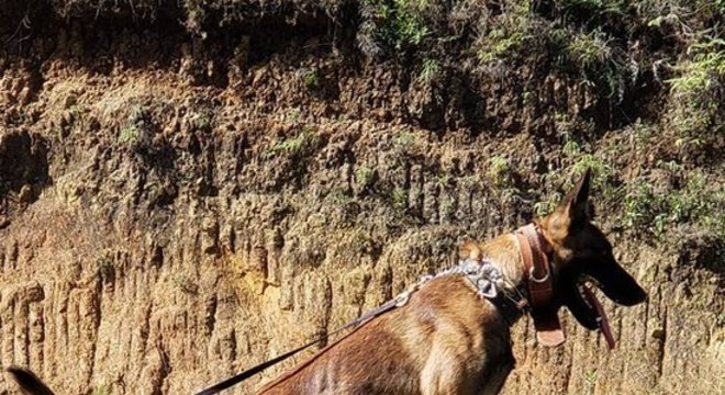 Felipe Valencia treinou os cães farejadores por sete meses