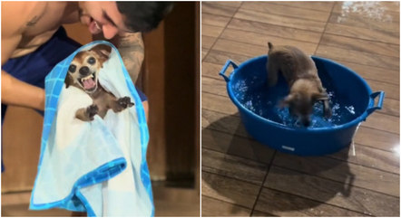 Cão ganhou o coração dos internautas com reação ao ser tirado da 'piscina de idoso'