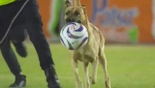 Cachorro rouba bola do goleiro e faz 'salseiro' em jogo no México; assista ao lance