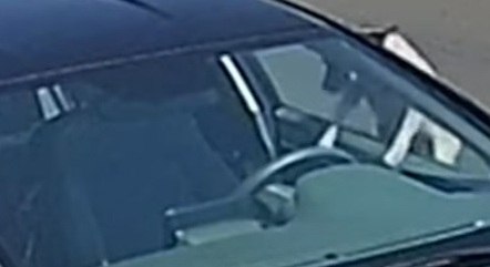 Cachorro pulou a janela do carro para roubar o frango