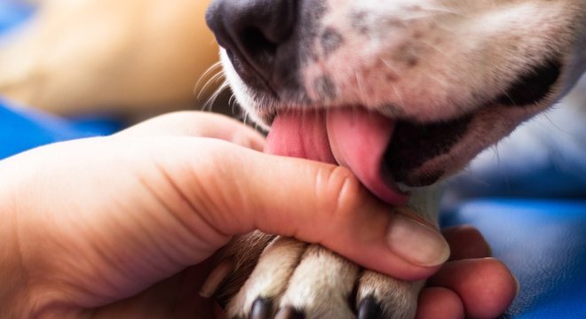 É importante lavar as mãos depois de brincar com animais de estimação, segundo autoridades sanitárias