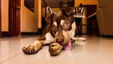 Lamber constantemente as patas pode indicar ferimentos ou até problemas emocionais dos cães