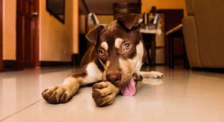 Cachorro lambendo as patas frequentemente pode ser sinal de que algo está errado