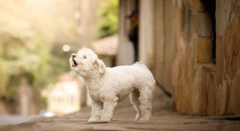 Cachorro latindo - principais motivos e formas de reduzir o comportamento