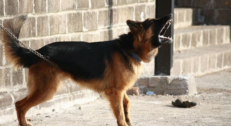 Cachorro latindo - principais motivos e formas de reduzir o comportamento