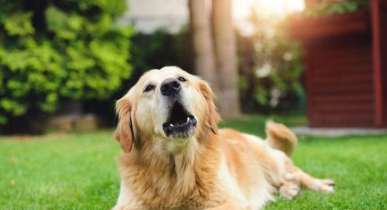Cachorro latindo - principais motivos e formas de reduzir o comportamento