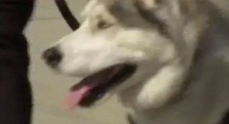 No entanto, o husky, de 10 anos, começou a correr freneticamente, sem nenhum estímulo aparenteLEIA AQUI O DESFECHO DA HISTÓRIA!