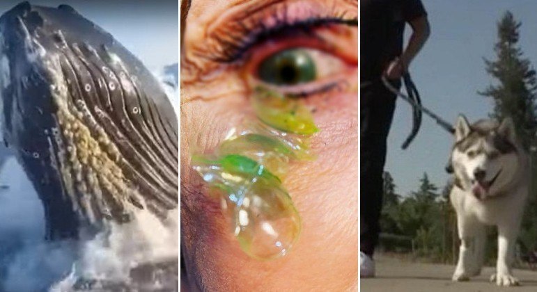 Cachorro enlouquece durante caminhada, e tutor descobre que animal ingeriu droga pesada. Imagens fortes: médica remove 23 lentes de contato de olho de paciente esquecida. Jubarte salta do mar, atinge barco de pesca e aterroriza pai e filho. A seguir, os conteúdos mais lidos em HORA 7 na última semana!
