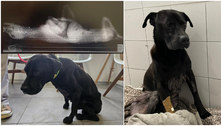 Cão leva 96 tiros de balas de chumbo e é resgatado em estado crítico de saúde; raio-X impressiona