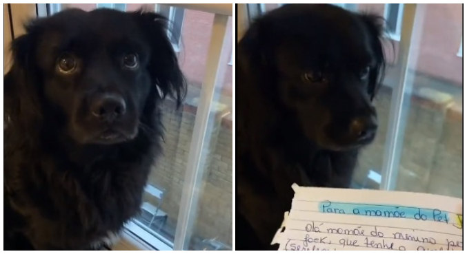 Cachorro leva bronca após ser suspenso de creche e viraliza