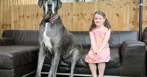Cachorro mais alto do mundo agora  tambm o mais velho da sua raa - Fotos  - R7 Bichos