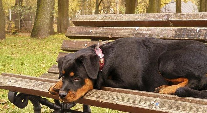 Cachorro mais caro do mundo - filhote de luxo chegou a preço milionário