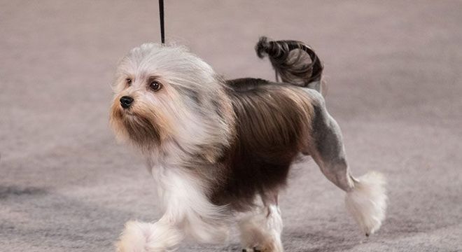 Cachorro mais caro do mundo - filhote de luxo chegou a preço milionário