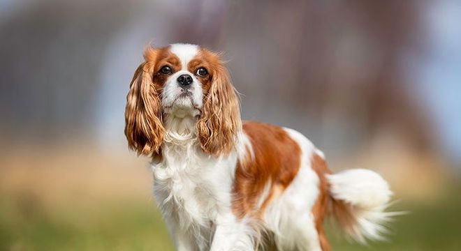 Cachorro mais caro do mundo - filhote de luxo chegou a preço milionário