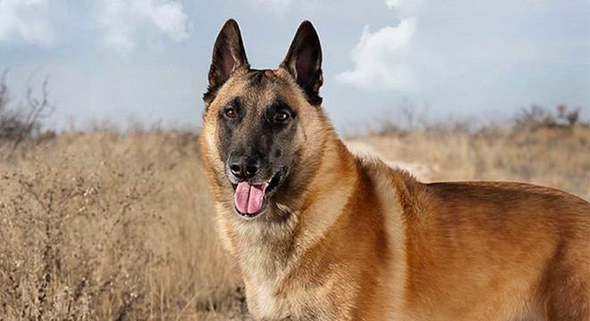 Cachorro mais caro do mundo - filhote de luxo chegou a preço milionário