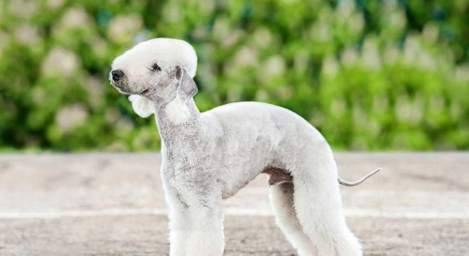 Cachorro mais caro do mundo - filhote de luxo chegou a preço milionário