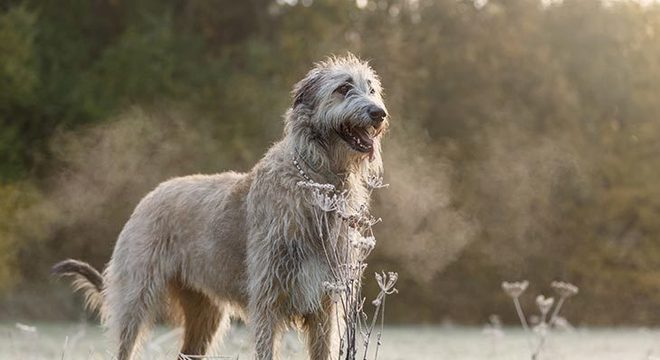 Cachorro mais caro do mundo - filhote de luxo chegou a preço milionário