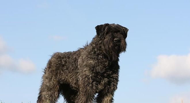 Cachorro mais caro do mundo - filhote de luxo chegou a preço milionário