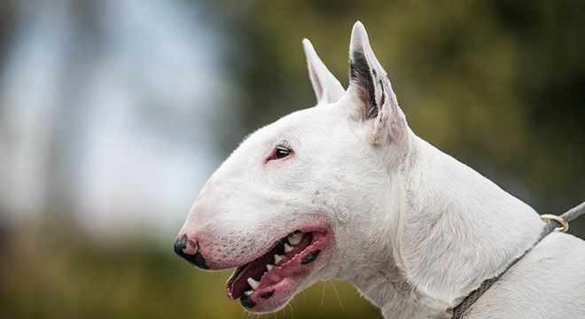 Cachorro mais caro do mundo - filhote de luxo chegou a preço milionário