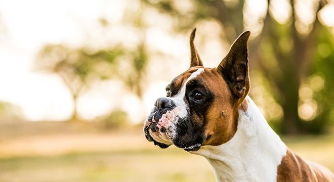 Cachorro mais caro do mundo - filhote de luxo chegou a preço milionário