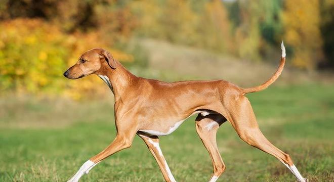 Cachorro mais caro do mundo - filhote de luxo chegou a preço milionário