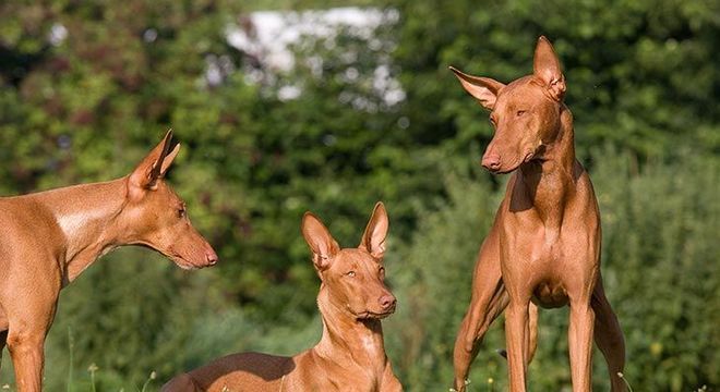 Cachorro mais caro do mundo - filhote de luxo chegou a preço milionário