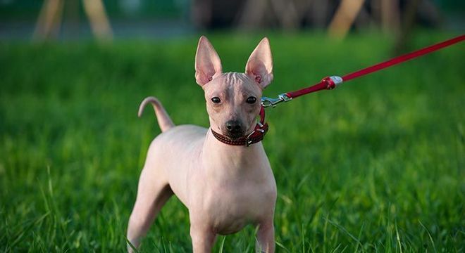 Cachorro mais caro do mundo - filhote de luxo chegou a preço milionário