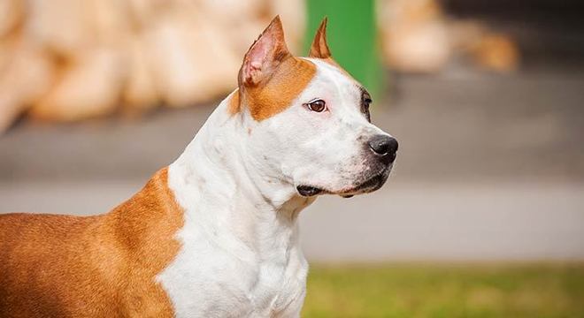 Cachorro mais caro do mundo - filhote de luxo chegou a preço milionário