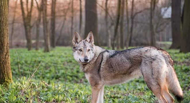 Cachorro mais caro do mundo - filhote de luxo chegou a preço milionário