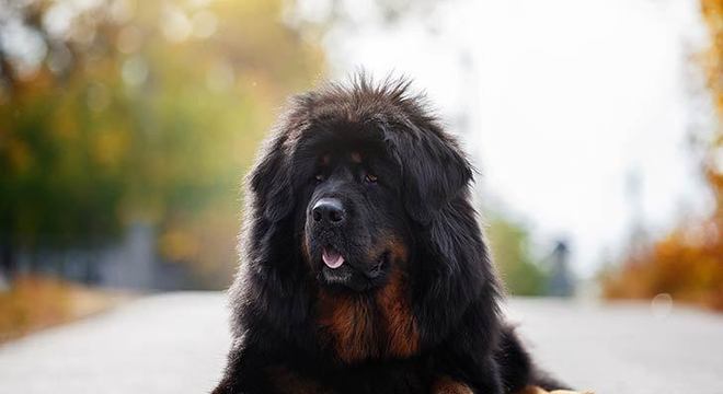 Cachorro mais caro do mundo - filhote de luxo chegou a preço milionário