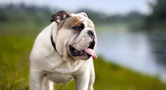 Cachorro mais caro do mundo - filhote de luxo chegou a preço milionário