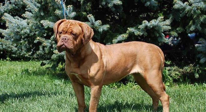 Cachorro mais caro do mundo - filhote de luxo chegou a preço milionário