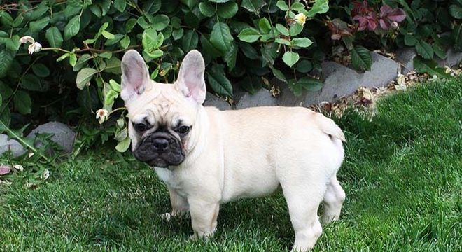 Cachorro mais caro do mundo - filhote de luxo chegou a preço milionário